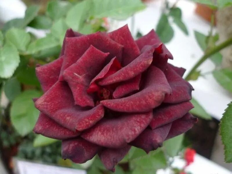 Hocus Pocus rose