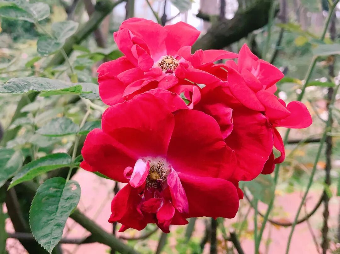 A grand rose in soft cream and pink tones, a vision of elegance A large, multi-petaled rose in lovely shades of cream and light pink