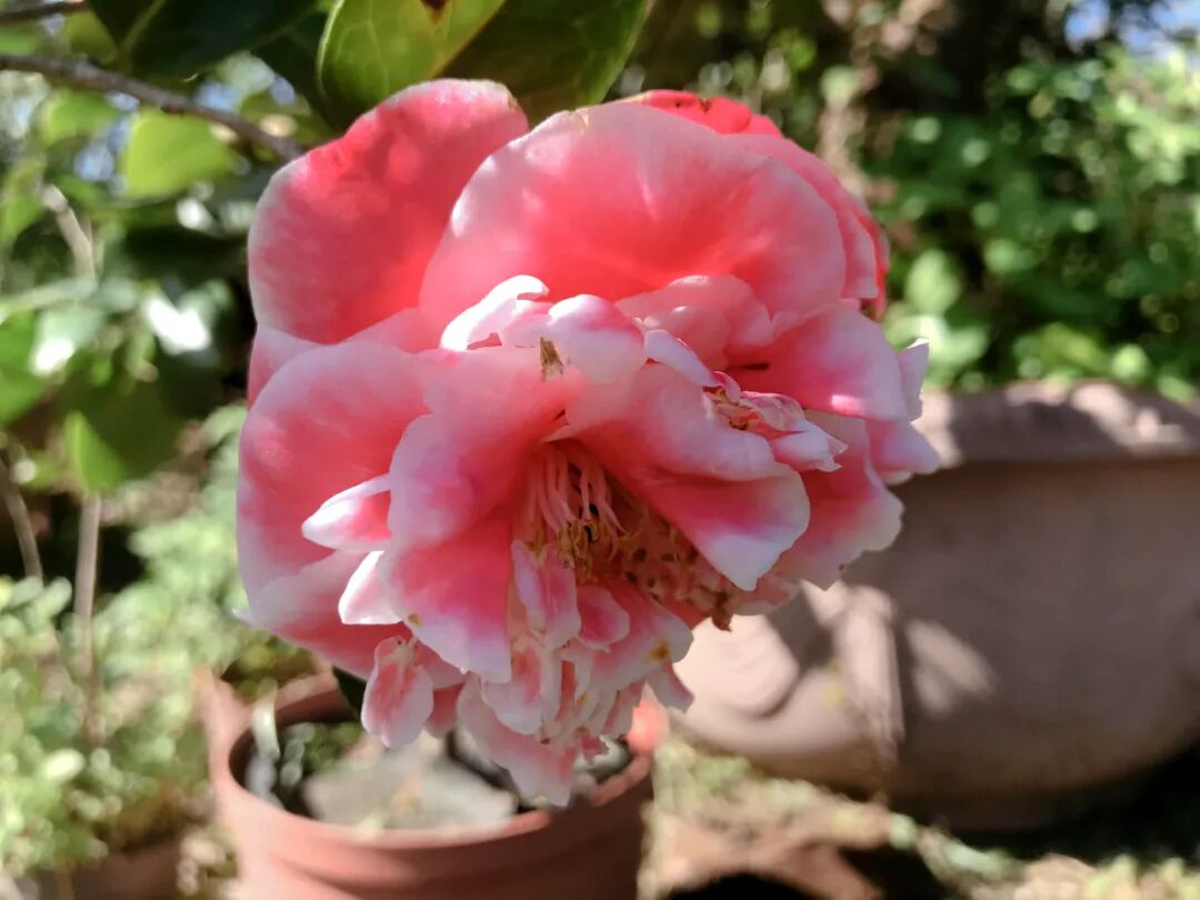 Soft pink camellia with a gentle color gradient.