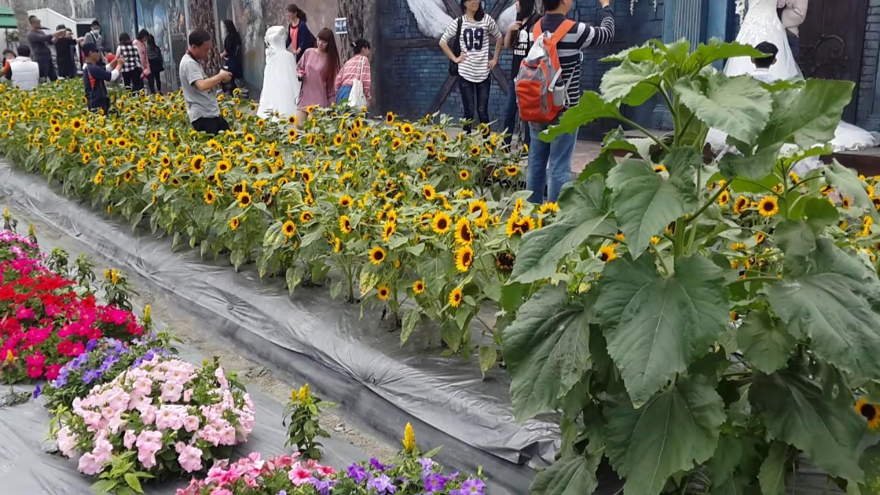 Taiwan's Liuli Wonderland flower fields and romantic settings