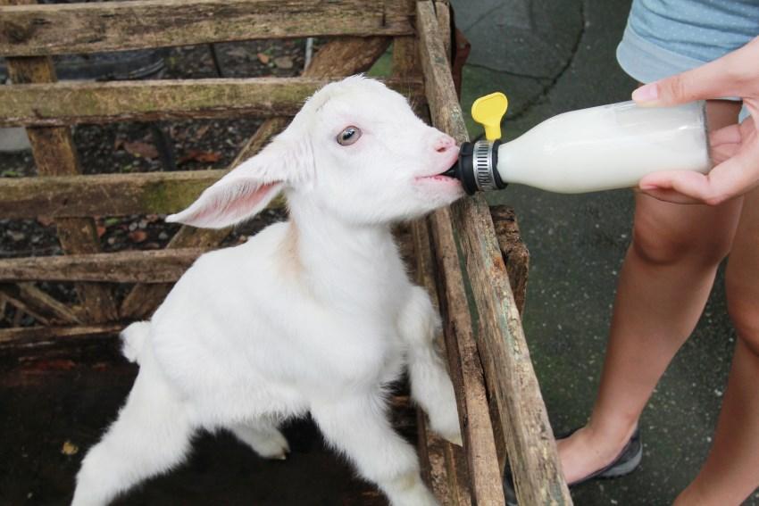 Adorable mini pigs waiting for food