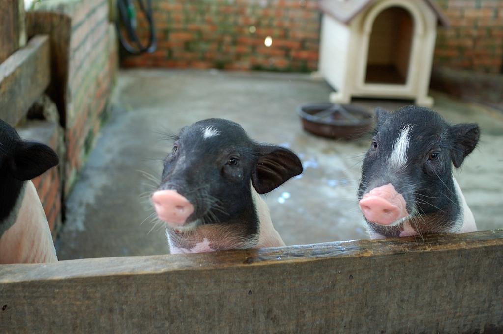 Child feeding a goat from a bottle