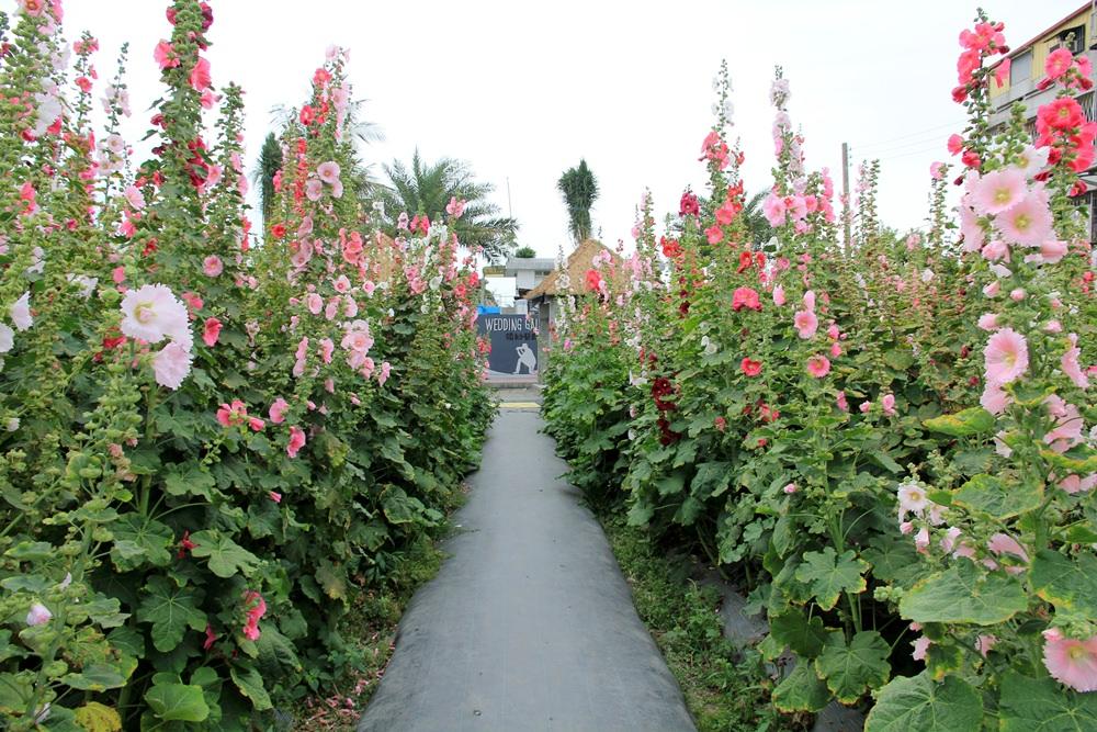 Taiwan's Liuli Wonderland flower fields and romantic settings