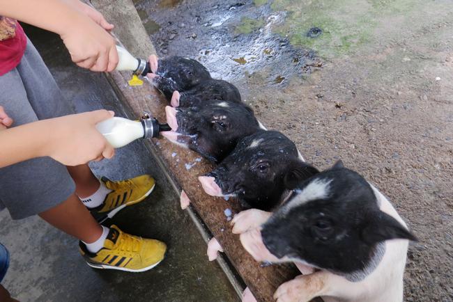 Young visitor feeding a goat with enthusiasm