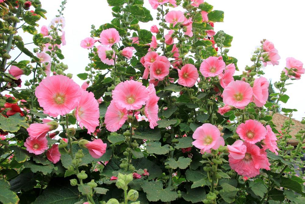 Taiwan's Liuli Wonderland flower fields and romantic settings